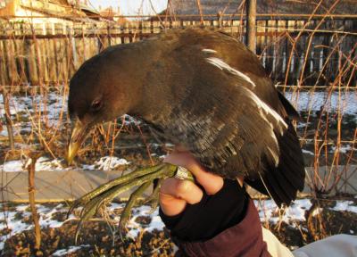 A vízityúk méretes lábára elengedése előtt ornitológiai gyűrűt helyeztünk, amely madár a későbbi azonosítását teszi lehetővé.